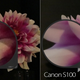 Illustration for article titled iPhone 5 Camera Battle: Is It the Best Smartphone Shooter?